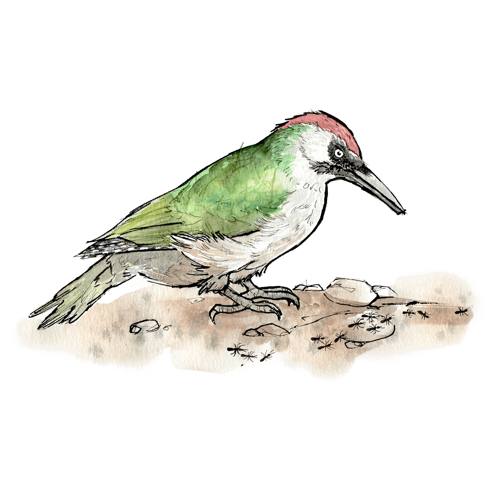 Illustration von Grünspecht