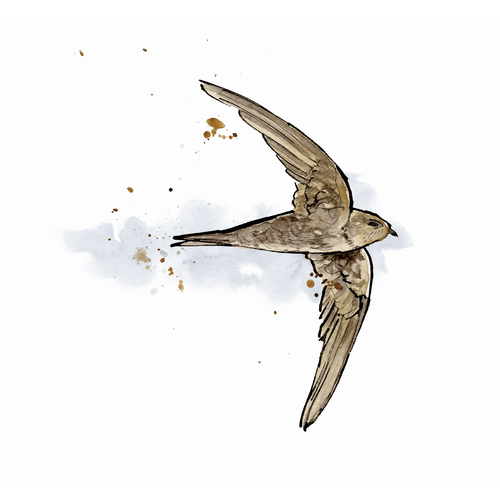 Flying common swift