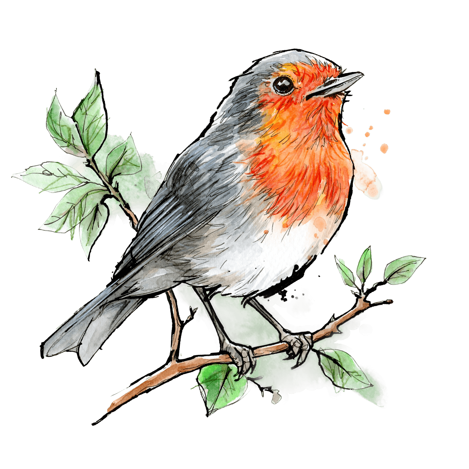 Illustration von Rotkehlchen