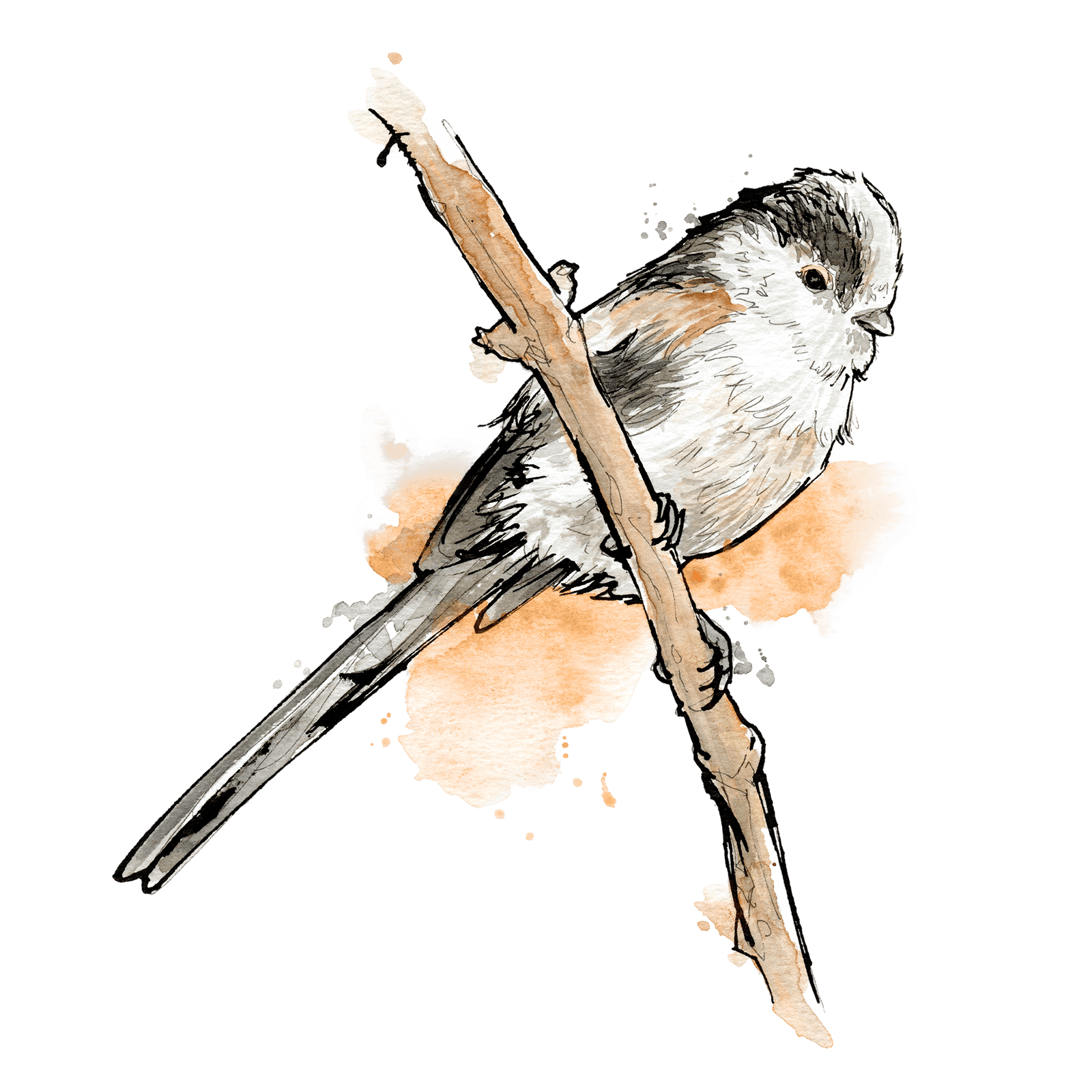 Illustration von Schwanzmeise