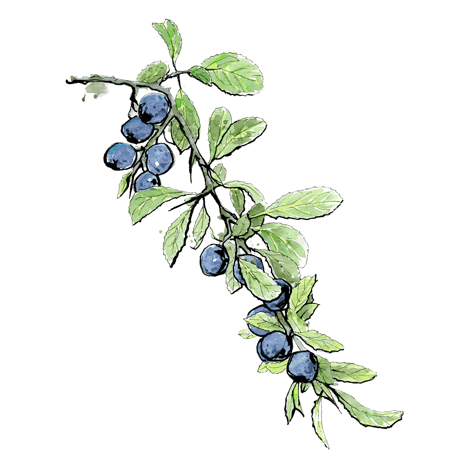 Schwarzdorn