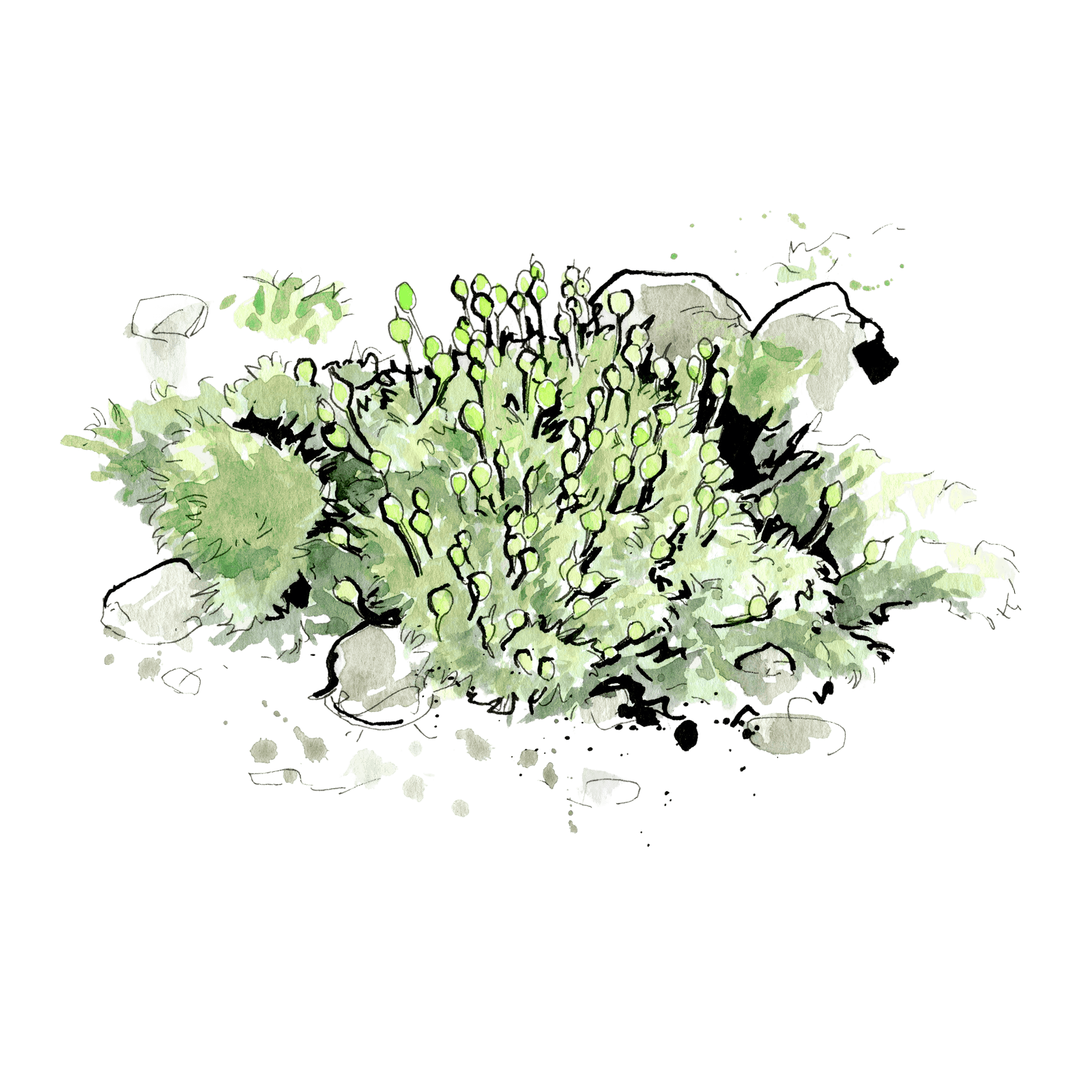 Illustration von Entosthodon fascicularis