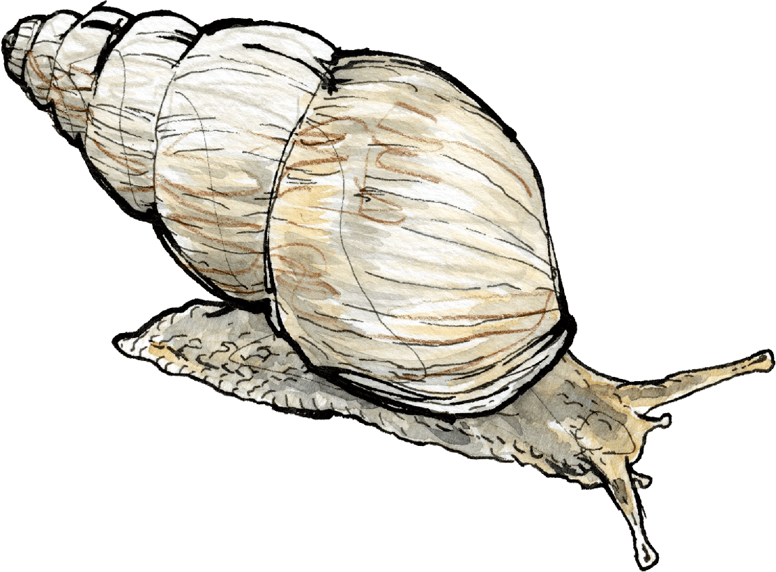 Snail