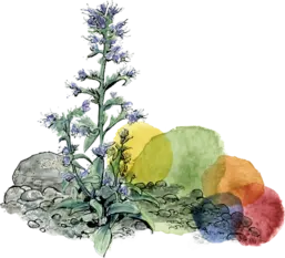 Natternkopf-Blüte